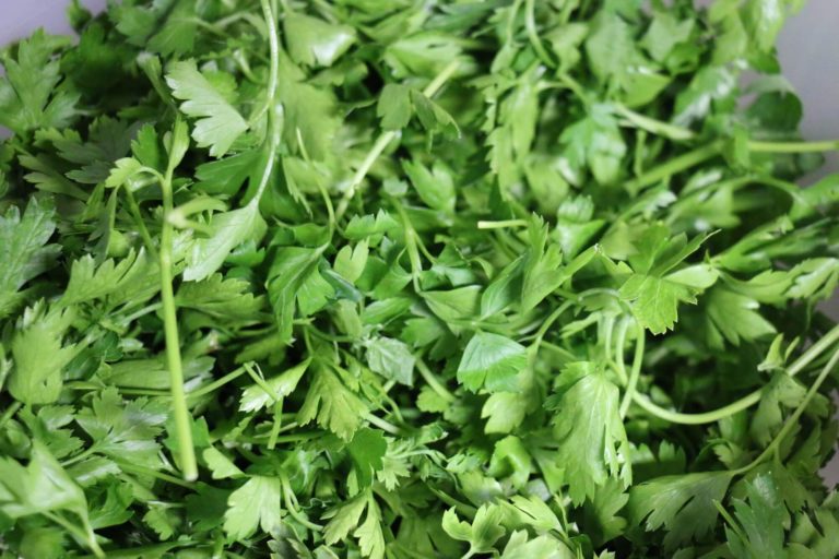 Frische Petersilie für Chimichurri